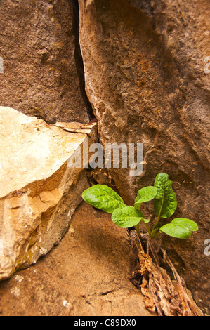 Coltivazione di piante da una crepa in una scogliera Foto Stock