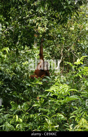 Indonesia, Borneo Tanjunj messa parco nazionale, vista di Bornean orangutan appeso in foresta Foto Stock