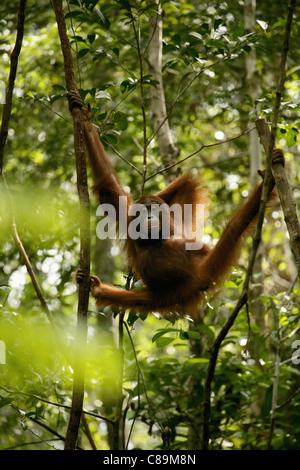 Indonesia, Borneo Tanjunj messa parco nazionale, vista di Bornean orangutan appeso in foresta Foto Stock