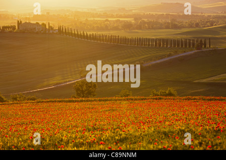 L'Italia, Toscana, Creta, in vista del campo di papavero nella parte anteriore del maso con cipressi di sunrise Foto Stock