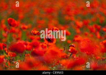 L'Italia, Toscana, Creta, vista di papavero rosso campo Foto Stock