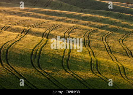 L'Italia, Toscana, Creta, vista di tracce di pneumatici in cornfield Foto Stock