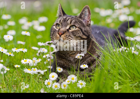 In Germania, in Baviera, European Shorthair Gatto sdraiato sul prato Foto Stock