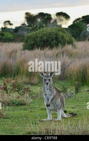 Australia, Victoria, Wilsons Promontory National Park, vista orientale Canguro grigio nel parco nazionale Foto Stock