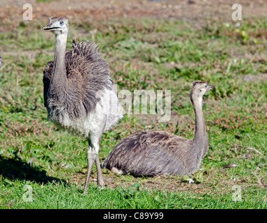Darwin (Rhea rhea pennata) pulcini Foto Stock
