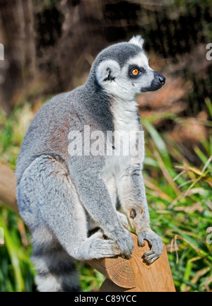 Anello lemure codato (Lemur catta) Foto Stock