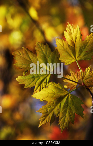 Il magnifico colore di autunno a filo, rappresentato da un cluster di foglie di acero. Foto Stock