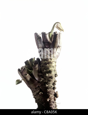 radice di Wasabi Foto Stock