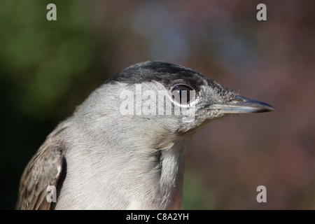 Un maschio di capinera, Sylvia atricapilla Foto Stock