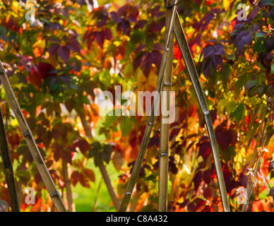 Lo spunto da fermo di piante su un supporto di bambù parco della città Foto Stock