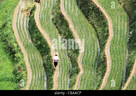 Agricoltore lavora sulla terrazza del riso i campi in Ping an, Longsheng, Cina Foto Stock