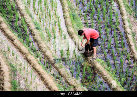 Agricoltore lavora sul riso irrigato terrazza i campi in Ping an, Longsheng, Cina Foto Stock