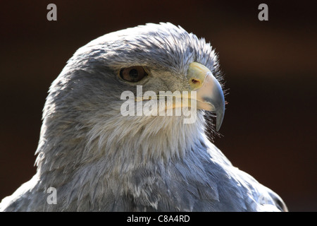 Nero-chested Poiana-eagle ritratto Foto Stock