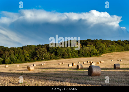 Round bails di fieno in un campo vicino a Winchester su una bellissima serata d'estate. Foto Stock