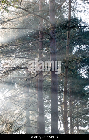 I fasci di luce che brilla attraverso gli alberi. Foto Stock