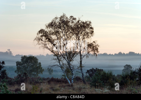 Una bella nebbiosa mattina autunnale su Chobham Common Riserva Naturale Nazionale. Foto Stock