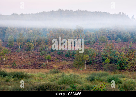 Una bella nebbiosa mattina autunnale su Chobham Common Riserva Naturale Nazionale. Foto Stock