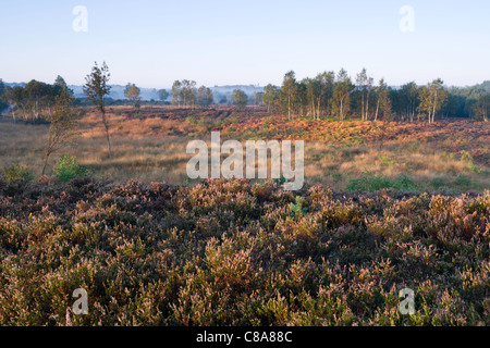 Una bella chiara mattina autunnale su Chobham Common Riserva Naturale Nazionale. Foto Stock