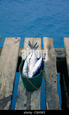 Pesce fresco in un secchio dal mare Foto Stock