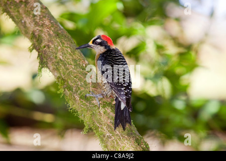 Un nero cheeked picchio rosso maggiore (Melanerpes pucherani) in Costa Rica. Foto Stock