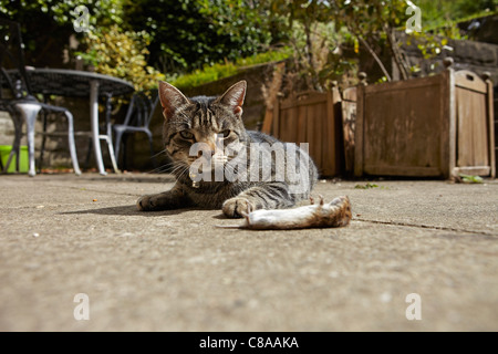 Il gatto domestico con topo morto in un giardino in Galles, Regno Unito Foto Stock