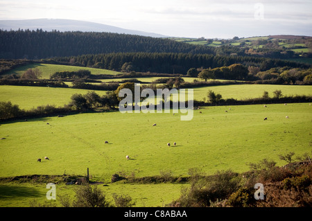 Il rotolamento devon campi nei pressi Moretonhampstead sulle pendici del Dartmoor Devon,una vista attraverso i terreni agricoli e la brughiera da Mardon, Foto Stock