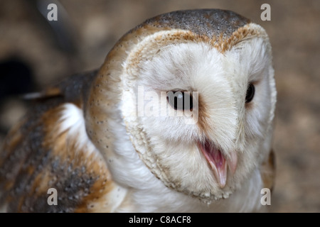 Il barbagianni, Tyto alba, stridio, il santuario degli uccelli, REGNO UNITO Foto Stock
