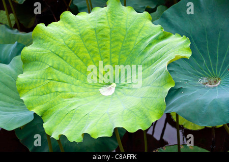 Verde foglia di lotus con drop all'interno in un giardino cinese Foto Stock