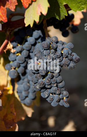 Uve Tempranillo in vigna di La Rioja in Spagna settentrionale Foto Stock