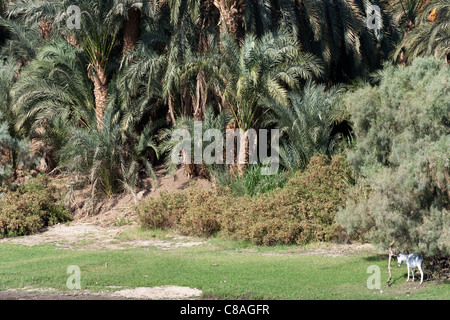 Una sezione del fiume Nilo banca con banca erbosa, un asino, sostenuta da palme e arbusti, Egitto, Africa Foto Stock