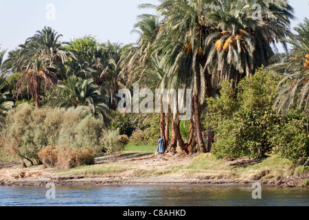 La sezione del fiume Nilo bank con sovrastante le palme e un uomo solitario in un blu permanente galabeya nell'ombra, Egitto, Africa Foto Stock