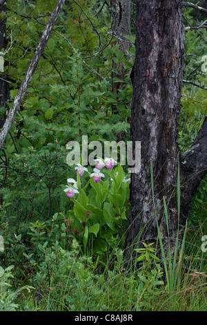 Showy Lady's-Slipper Cypripedium reginae in fiore Michigan settentrionale USA, di Carol Dembinsky/Dembinsky Photo Assoc Foto Stock