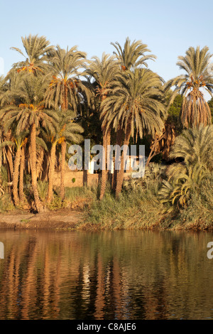 La sezione del fiume Nilo bank con sovrastante palme e piccoli mattoni di fango casa immersa nella luce dorata riflessa nel fiume Foto Stock