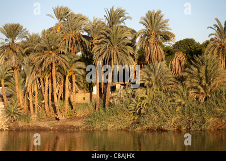La sezione del fiume Nilo bank con sovrastante palme e piccoli mattoni di fango casa immersa nella luce dorata riflessa nel fiume Foto Stock
