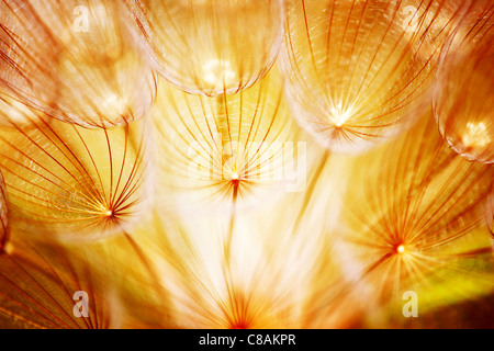 Morbido fiore di tarassaco, extreme closeup, abstract molla sullo sfondo della natura Foto Stock