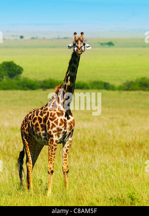 Big wild giraffe africane, a piedi nella savana, game drive, wildlife safari, animali in habitat naturali, la bellezza di Natura Foto Stock