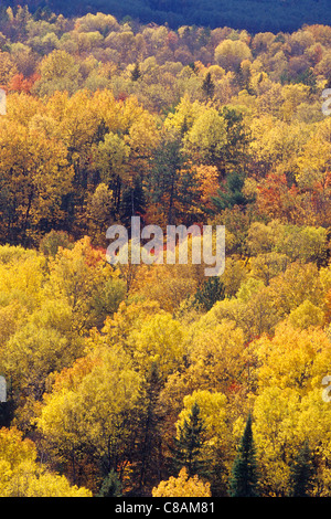 I colori autunnali di Algonquin Provincial Park, Ontario, Canada Foto Stock