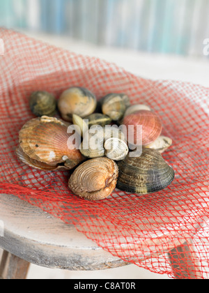 Molluschi assortiti Foto Stock