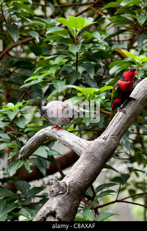 Parrocchetto alessandrino (Psittacula eupatria) e Nicobare piccione (Caloenas nicobarica) appollaiato su un ramo di albero in Hong Kong Foto Stock