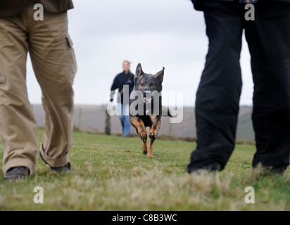 Un pastore tedesco e un gestore in pratica ad un dog training center specializzato nella protezione personale e sicurezza REGNO UNITO Foto Stock