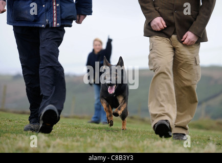 Un pastore tedesco e un gestore in pratica ad un dog training center specializzato nella protezione personale e sicurezza REGNO UNITO Foto Stock