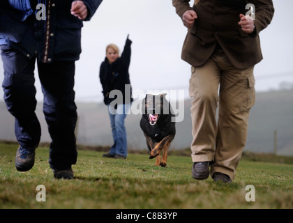 Un pastore tedesco e un gestore in pratica ad un dog training center specializzato nella protezione personale e sicurezza REGNO UNITO Foto Stock