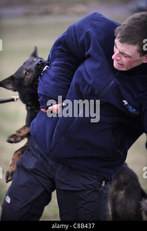 Un pastore tedesco e un gestore in pratica ad un dog training center specializzato nella protezione personale e sicurezza REGNO UNITO Foto Stock