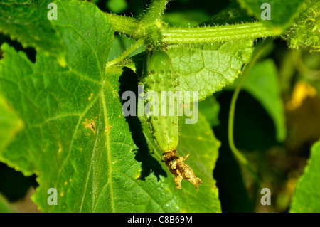 Mini cetriolo, varietà : 'Petit de Paris", Cucumis sativus. Foto Stock