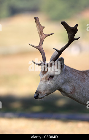 Ritratto di un Giovane daino Stag Dama Dama REGNO UNITO Foto Stock