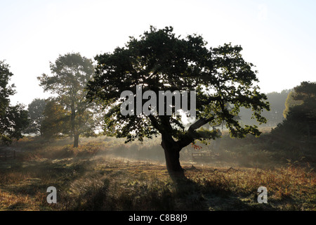 Alberi di quercia con nebbia che salgono dal terreno in autunno REGNO UNITO Foto Stock