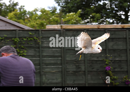 Bassa battenti barbagianni tra gli spettatori a guanto rapace Santuario, Cheshire. Watcher anatre come il gufo vola vicino a lui. Foto Stock