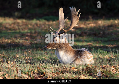 Daini Stag Dama Dama dormire in autunno Sunshine REGNO UNITO Foto Stock