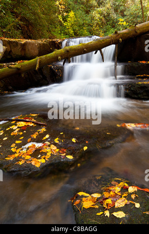 Una delle piccole cascate lungo Wildcat Road vicino al lago Burton in Georgia. Per quanto ne so, nessuna delle cascate di questa strada ha un nome ufficiale. Ho chiamato questa cascata che ha un nome molto simile proprio accanto ad essa sulla destra. :) sono diretto fuori per un certo colore più di caduta sperabilmente, mi raggiungerò con tutti voi un poco più successivamente. Spero che tutti abbiano un fine settimana fantastico. Foto Stock