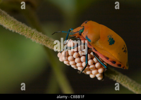 Orqange, il verde e il blu Harlequin bug con uova su un ramoscello Foto Stock